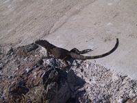 Iguana laying in the sun