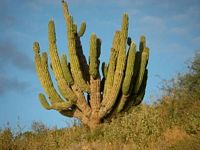 giant cactus Baja Penisula Mexico